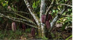 Peru Maranon Canyon Cacao Plants