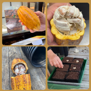Collection of photos displaying cacao pods, seeds.